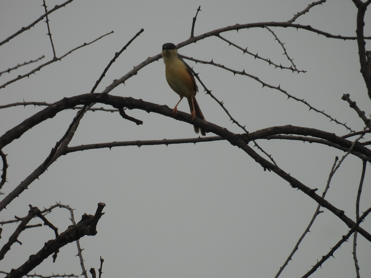 Ashy Prinia - ML639852820