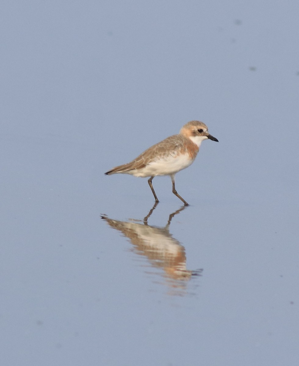 חופמי טיבטי - ML639852824