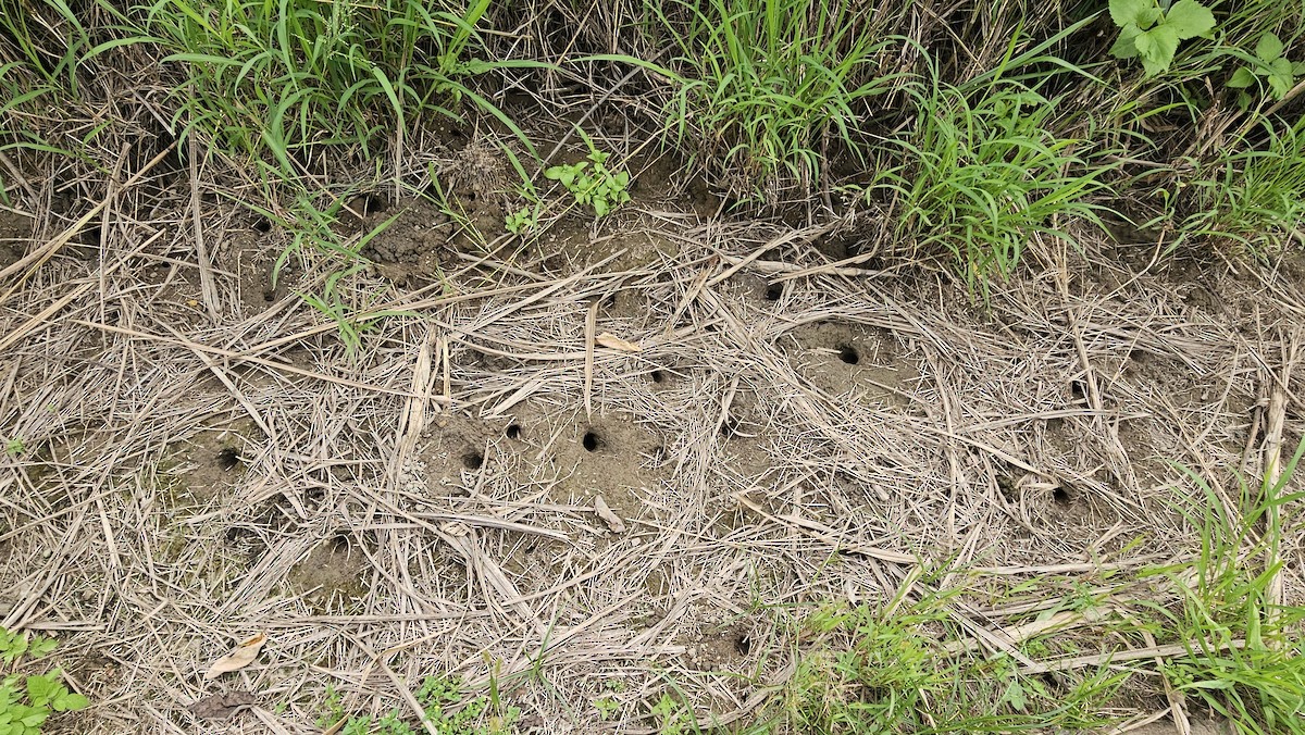 Animals - ML639852841
