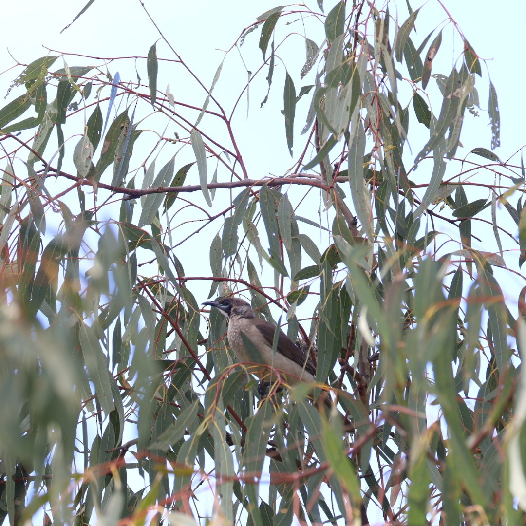 Little Friarbird - ML639852842