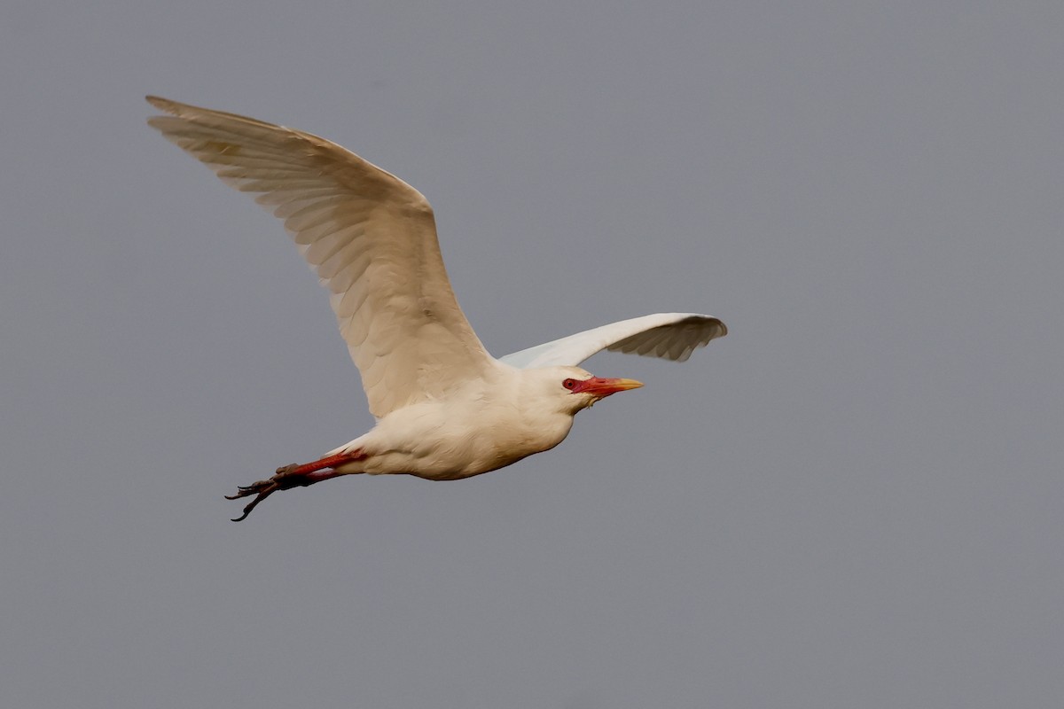 Western Cattle-Egret - ML639852858