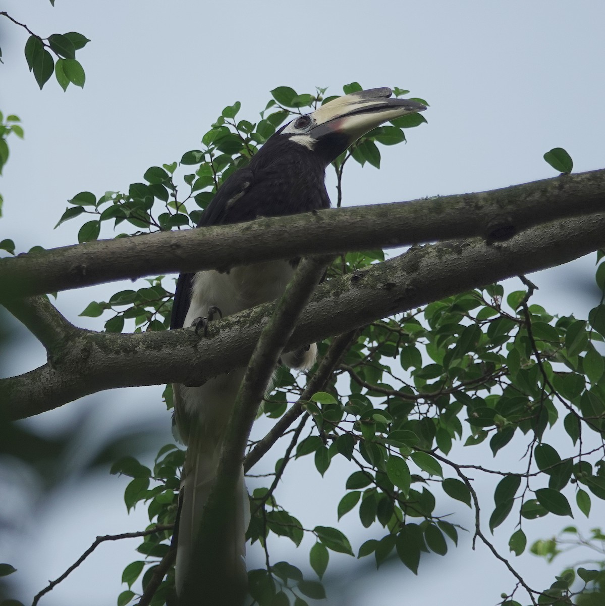 Oriental Pied-Hornbill - ML639852863