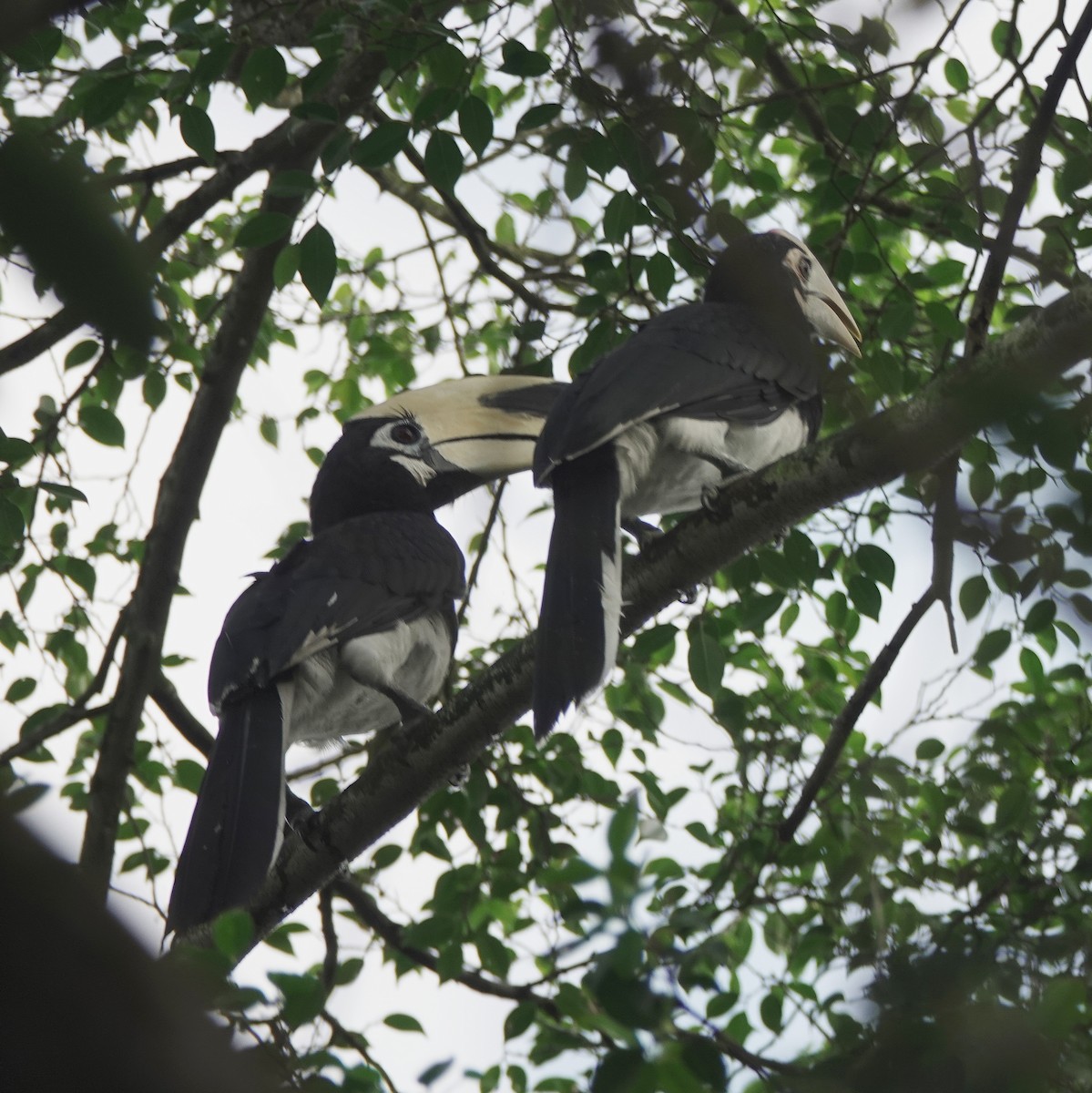 Oriental Pied-Hornbill - ML639852864