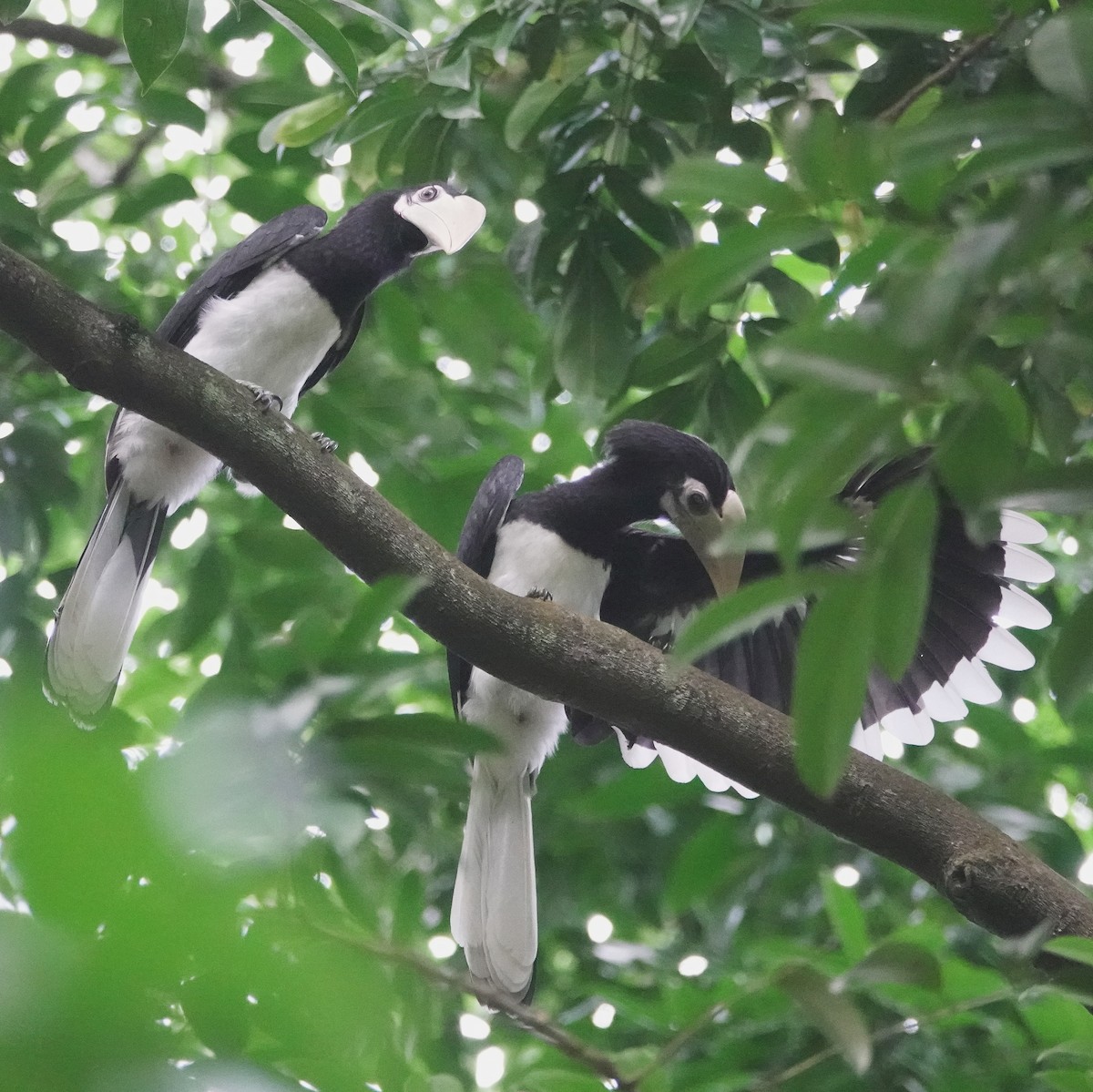 Oriental Pied-Hornbill - ML639852865