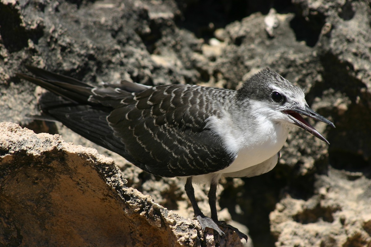 Bridled Tern - ML639852882