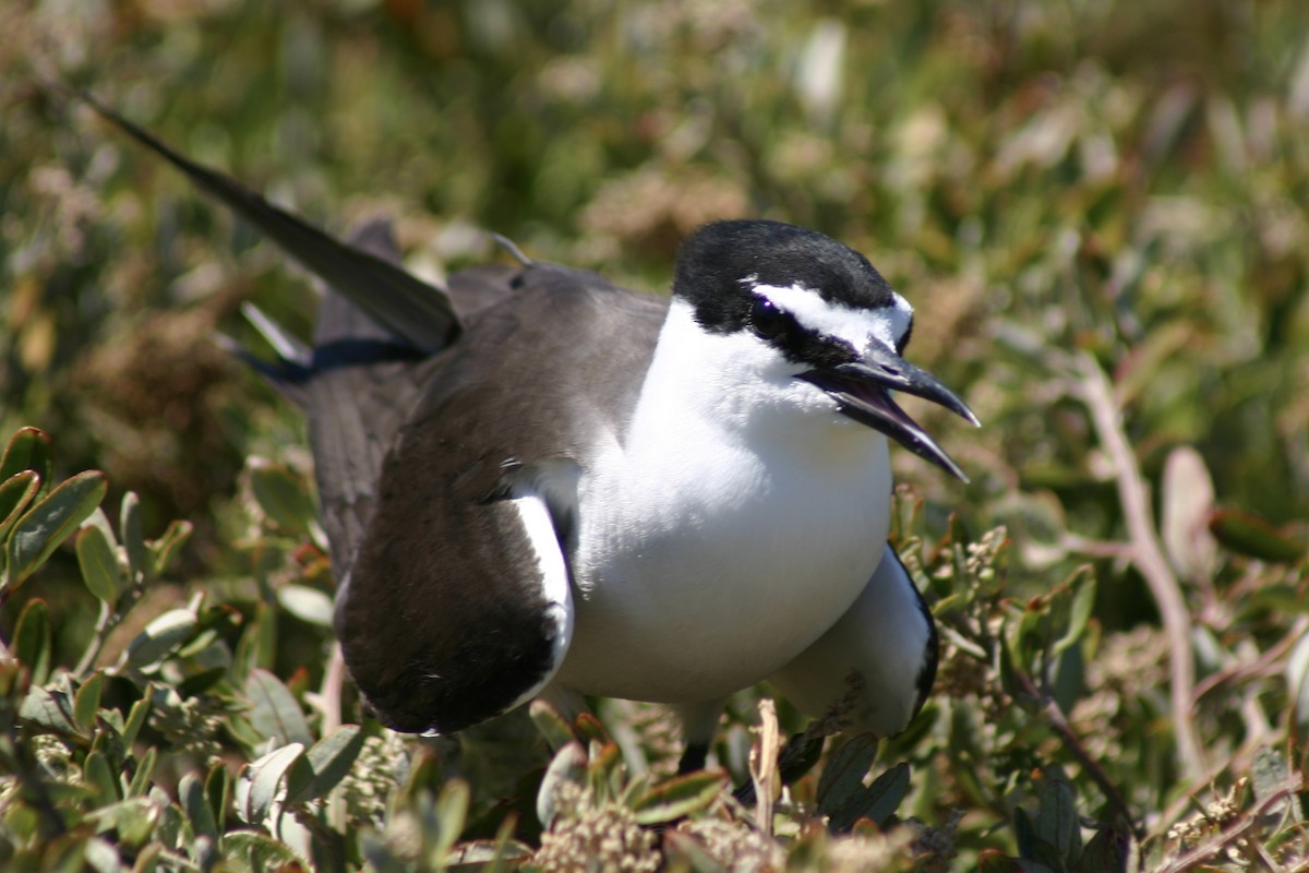 Bridled Tern - ML639852883