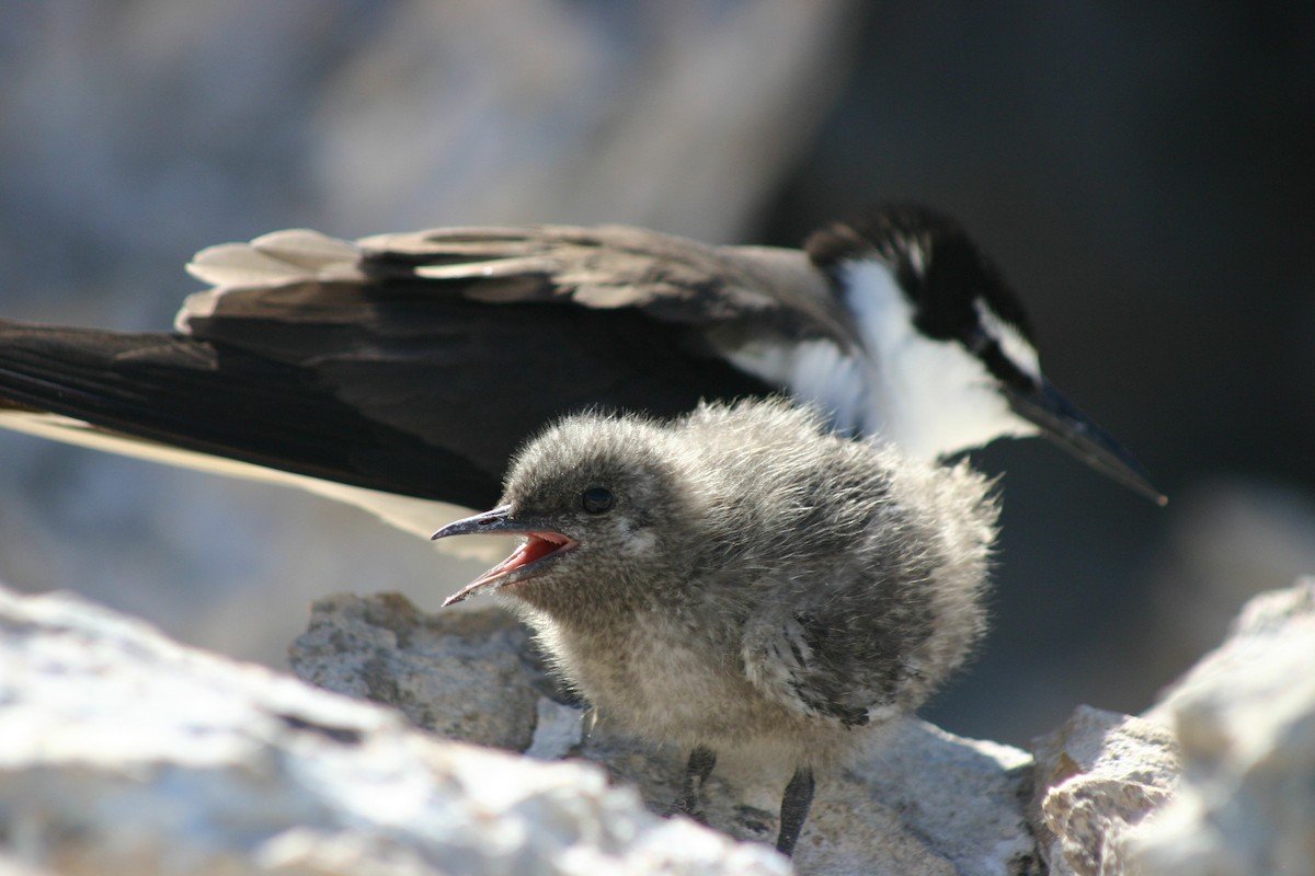Bridled Tern - ML639852885