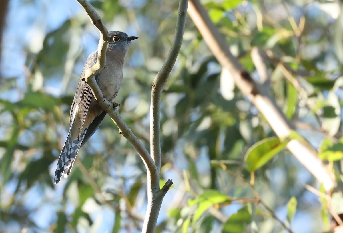 Fan-tailed Cuckoo - ML639852898