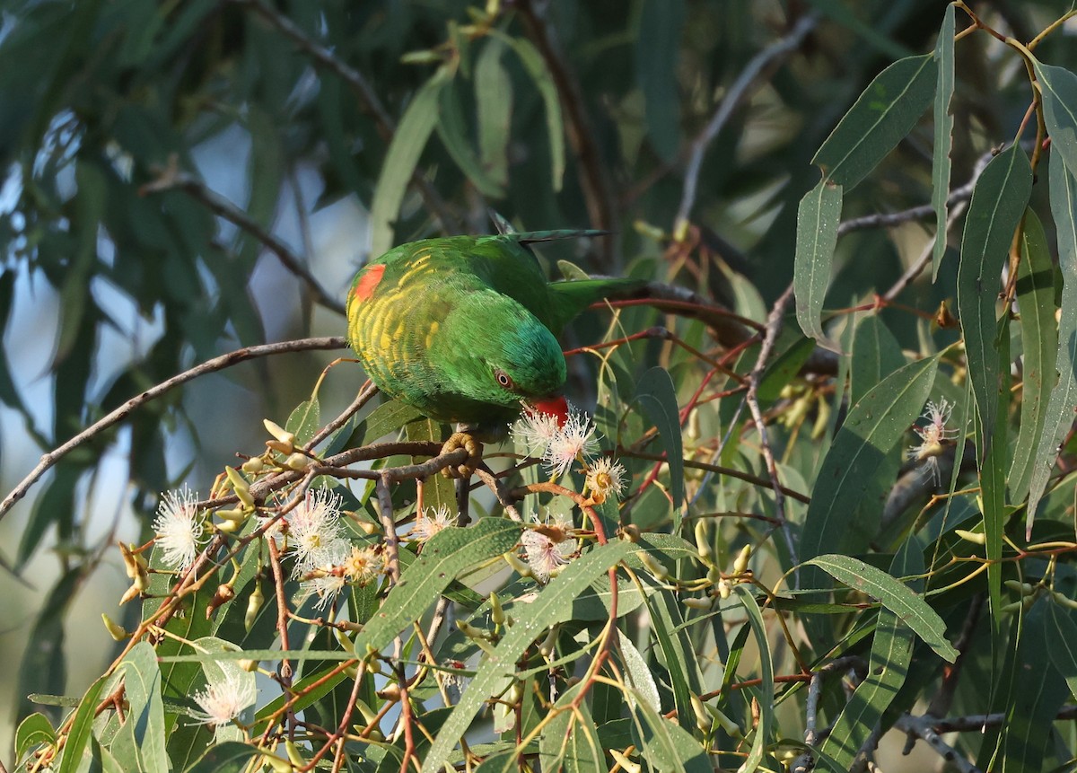 Scaly-breasted Lorikeet - ML639852903