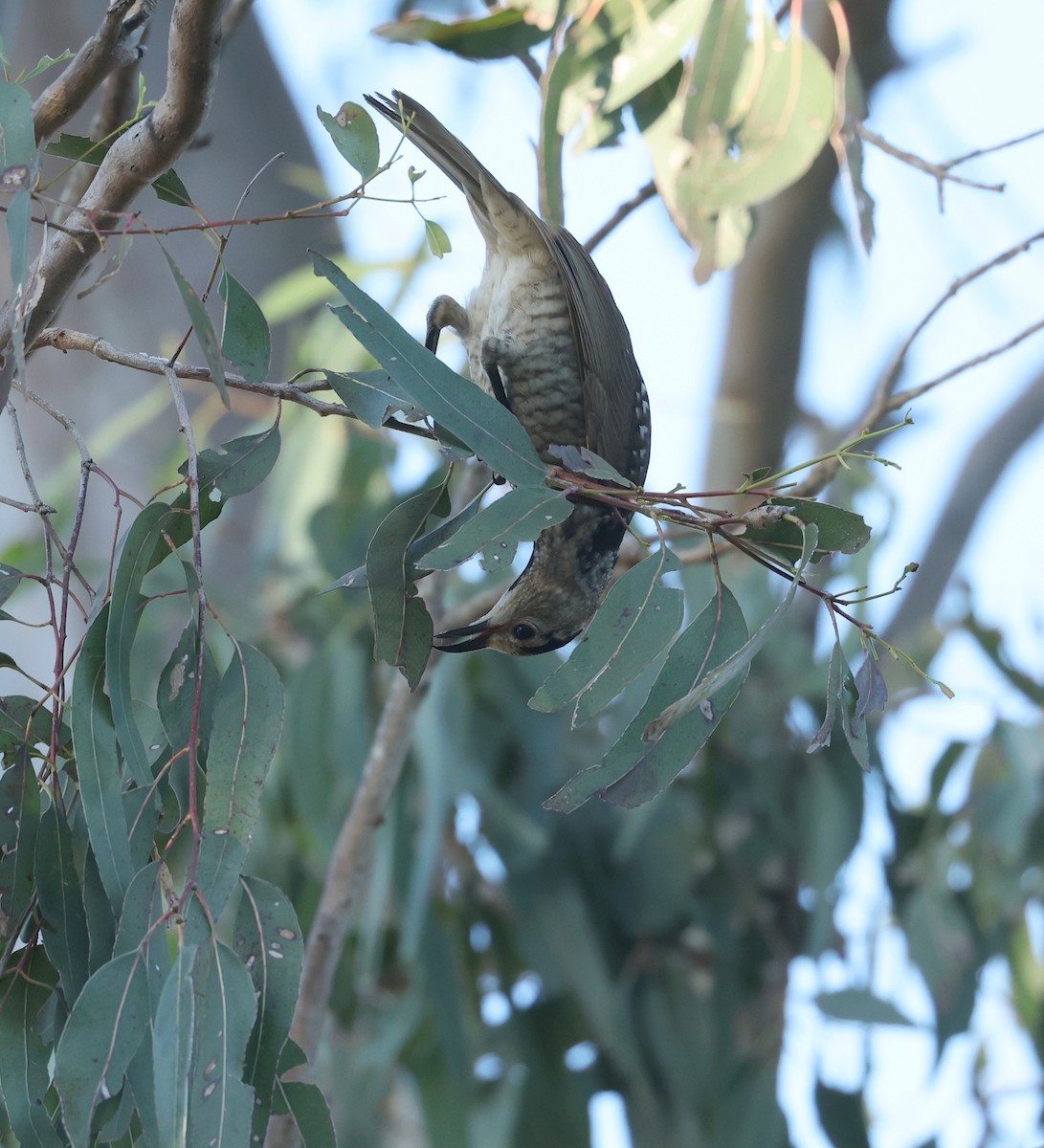 Regent Bowerbird - ML639852906