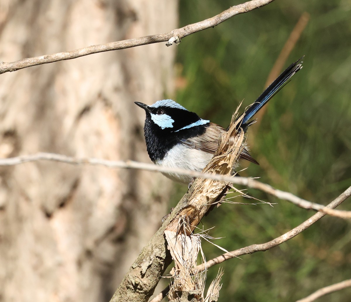 Superb Fairywren - ML639852909