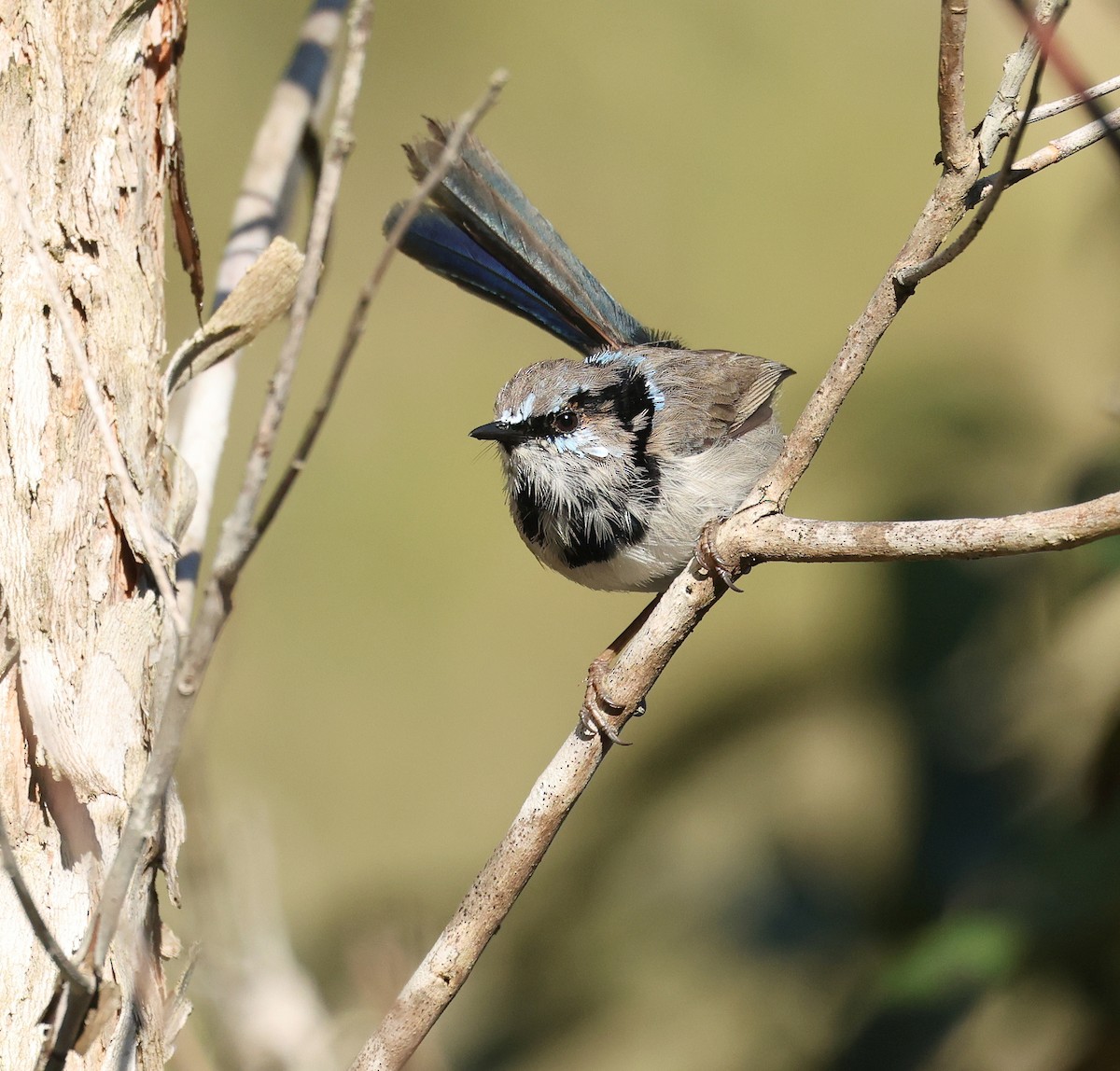 Superb Fairywren - ML639852910