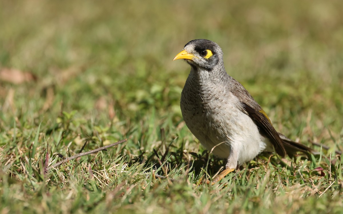 Noisy Miner - ML639852915