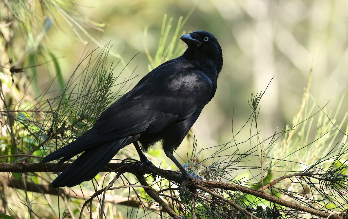 Torresian Crow - ML639852917
