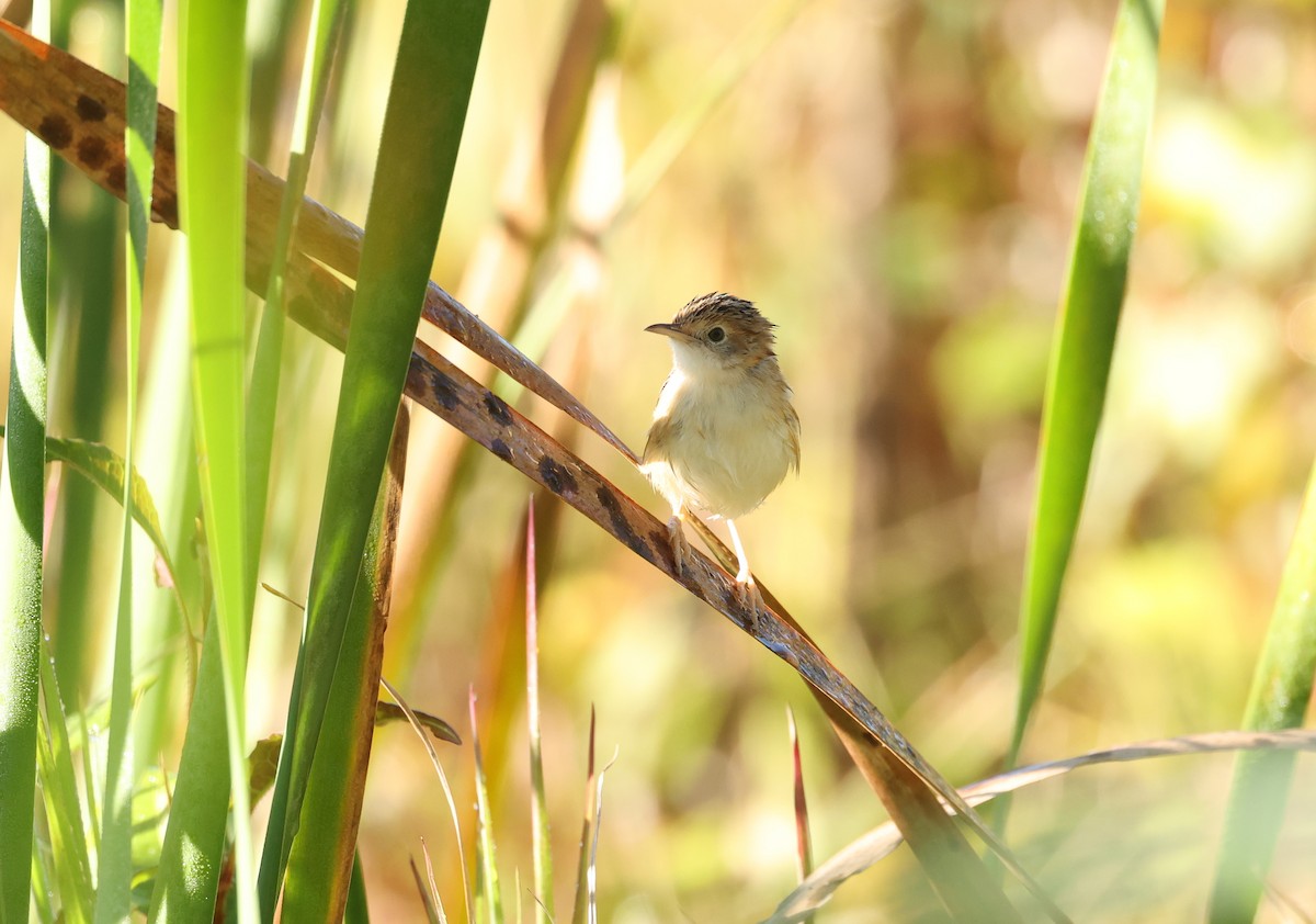 Golden-headed Cisticola - ML639852919