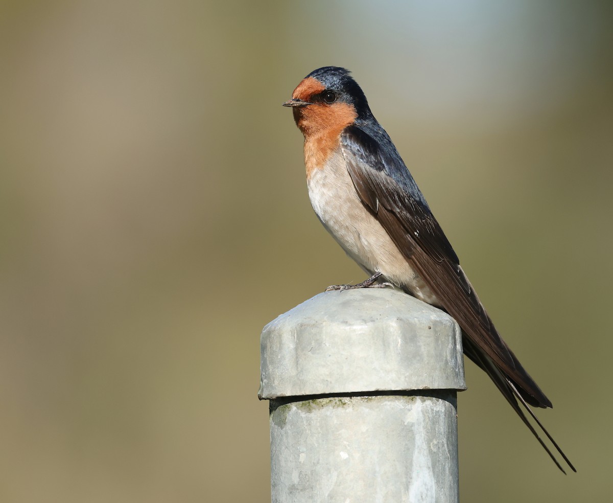 Welcome Swallow - ML639852921