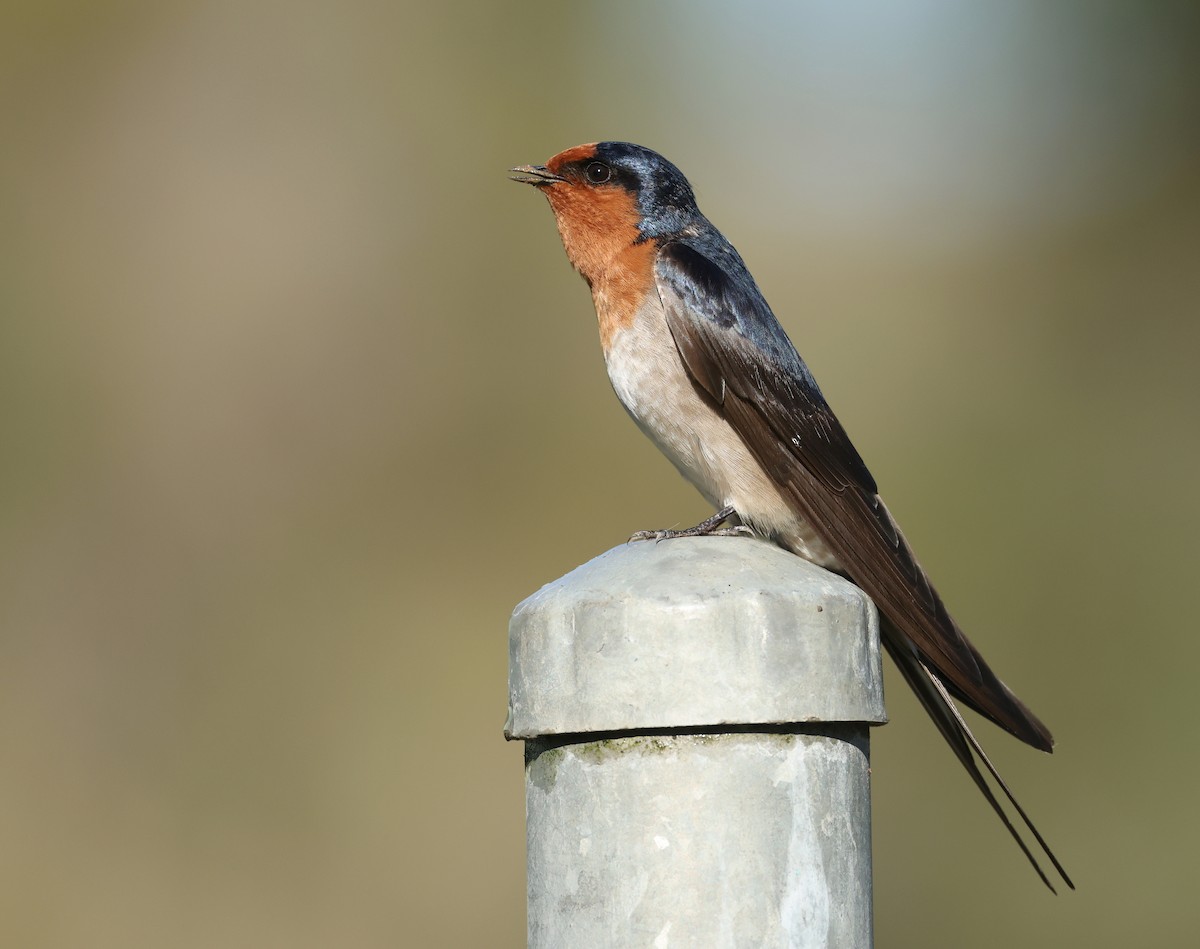 Welcome Swallow - ML639852922