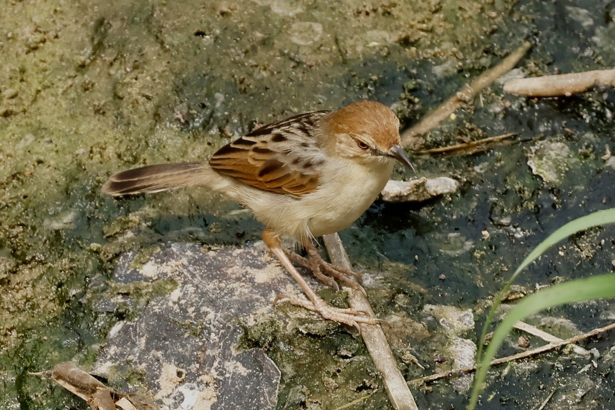 Winding Cisticola - ML639852961