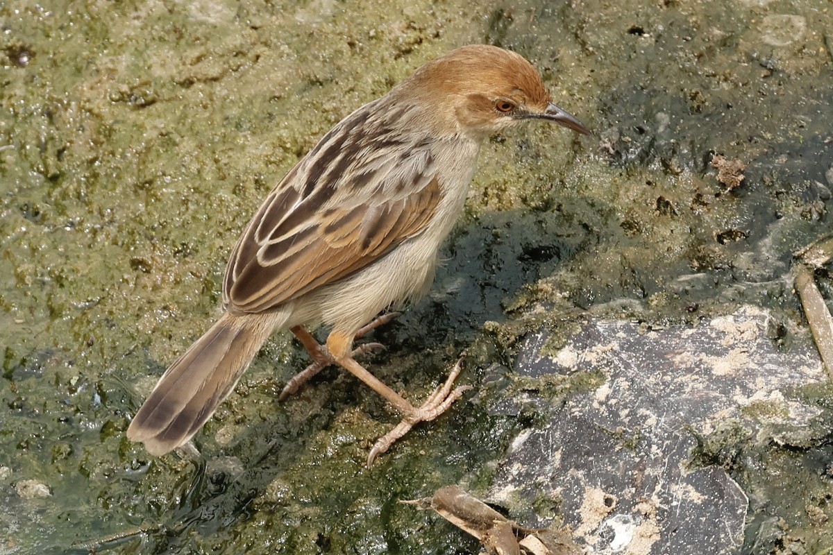 Winding Cisticola - ML639852962