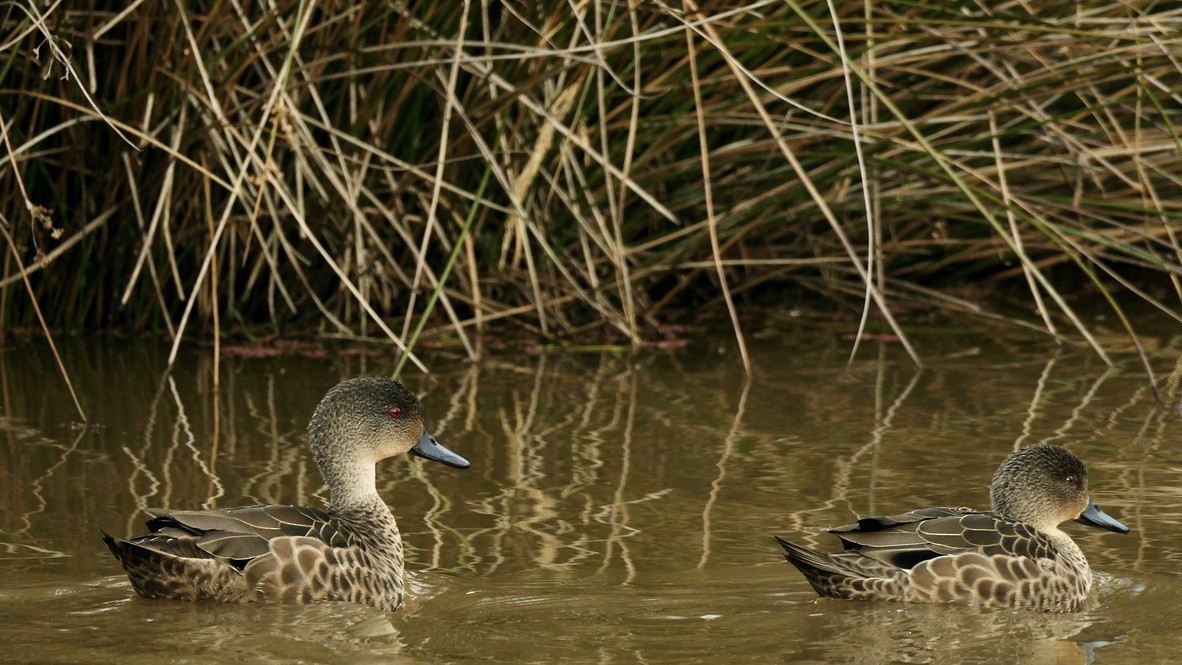 nomadeand - ML639852980