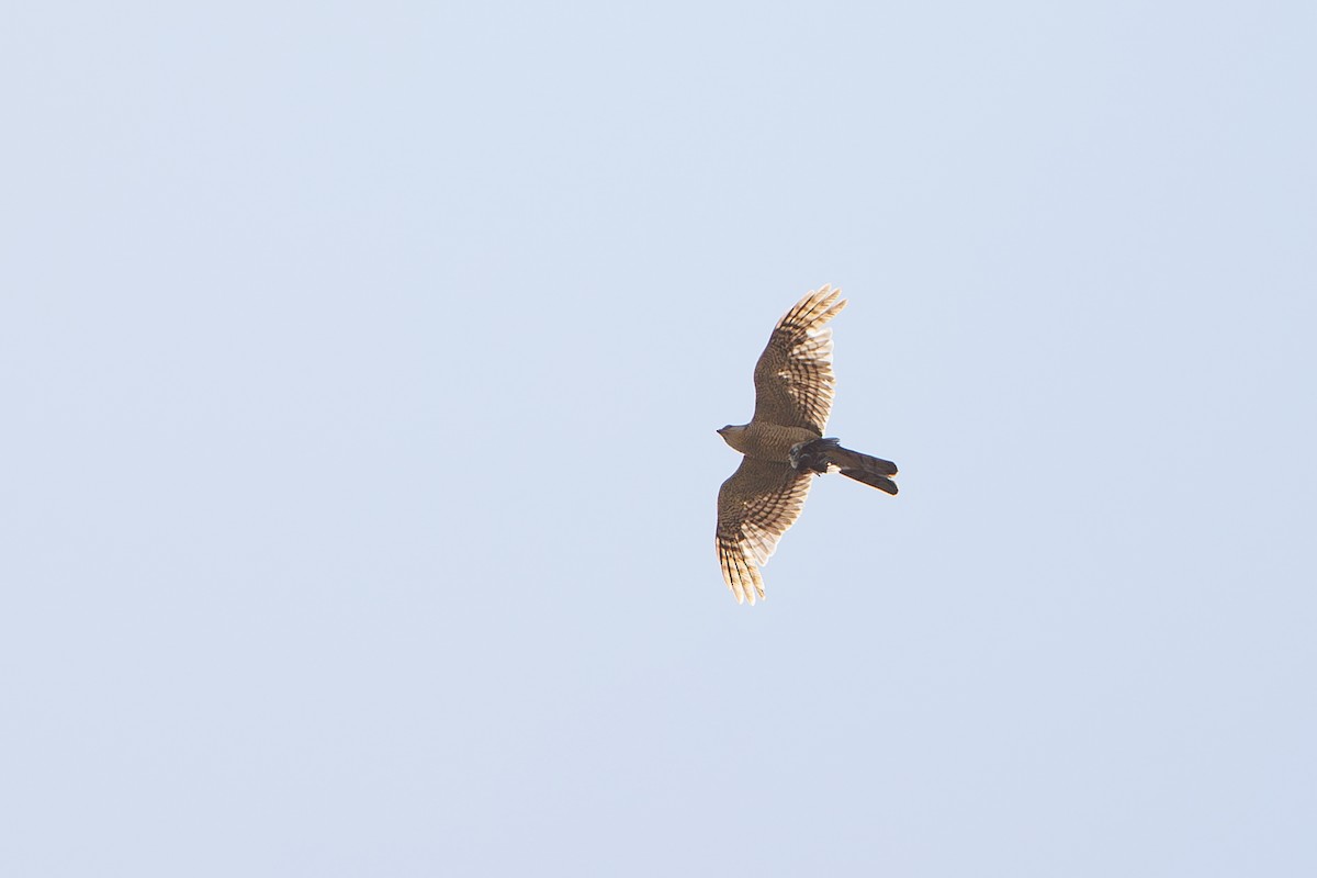 Eurasian Sparrowhawk - ML639852995