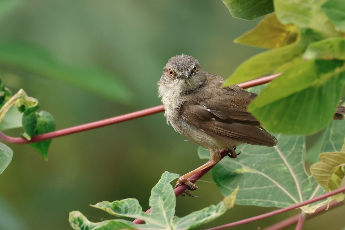 Winding Cisticola - ML639852996