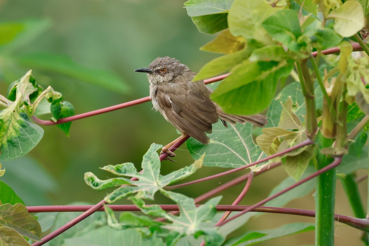 Winding Cisticola - ML639852997