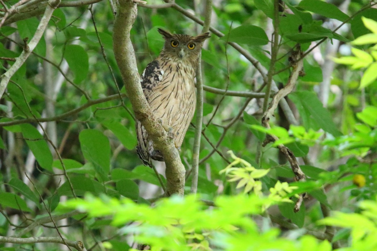 Brown Fish-Owl - ML639853096