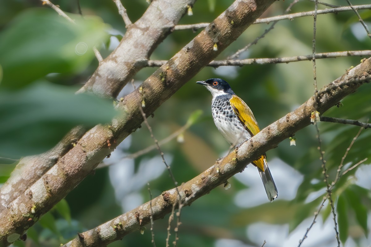 Scaly-breasted Bulbul - ML639853100