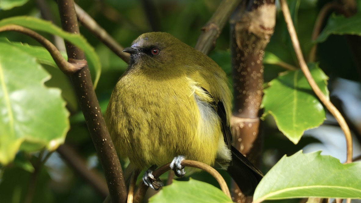 New Zealand Bellbird - ML639853102