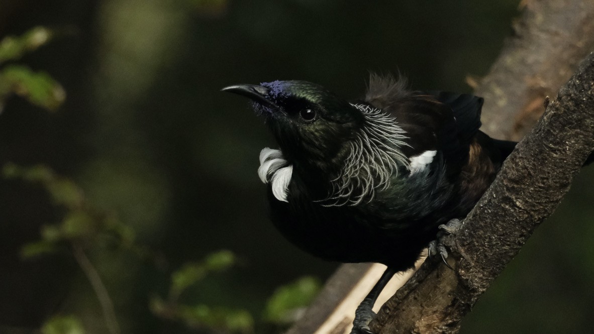 Tui - ML639853104