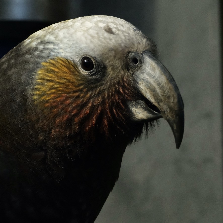 New Zealand Kaka - ML639853105