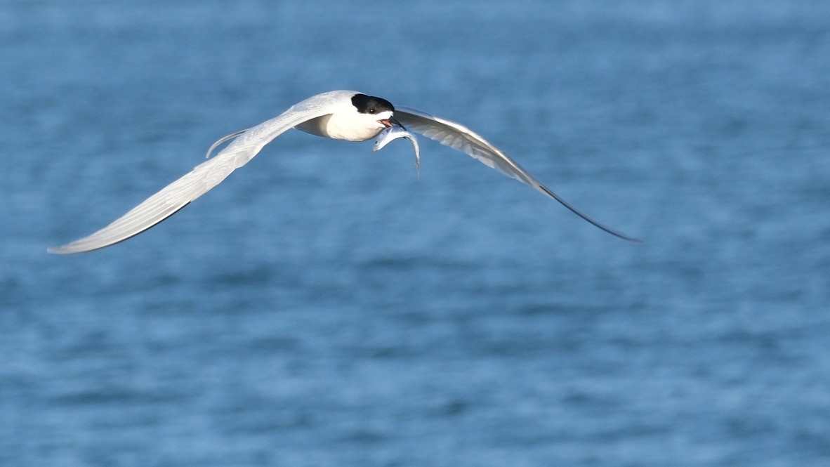 White-fronted Tern - ML639853116