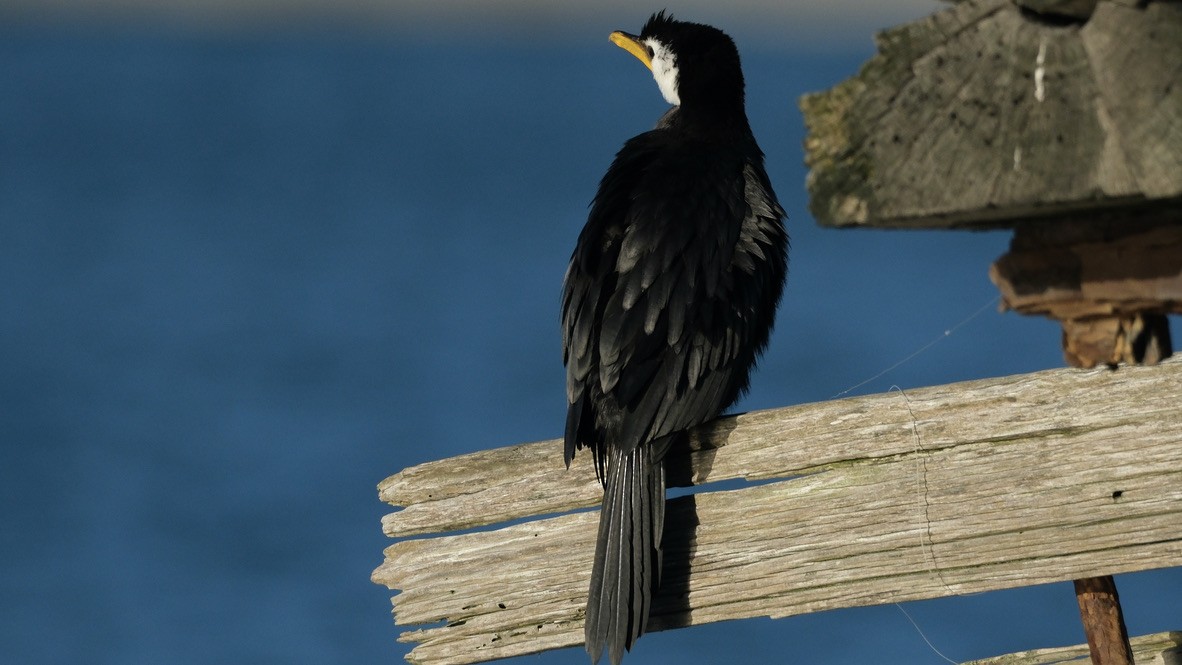 Little Pied Cormorant - ML639853127