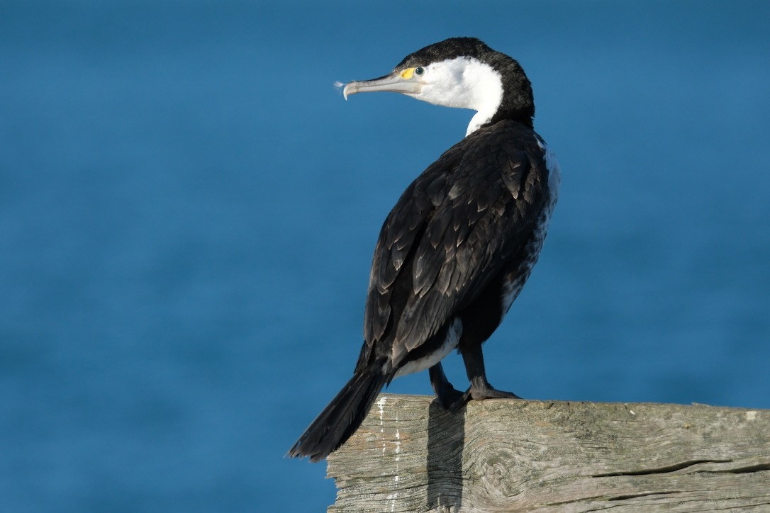 Pied Cormorant - ML639853133