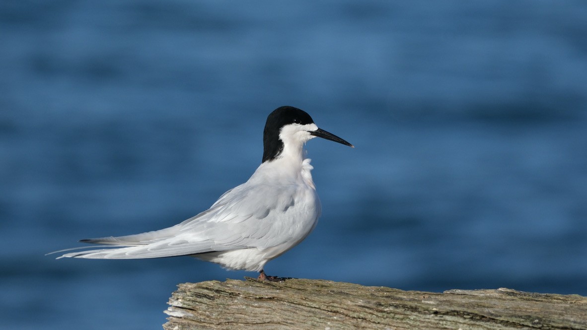 White-fronted Tern - ML639853142