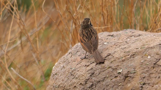 Cape Bunting - ML639853204