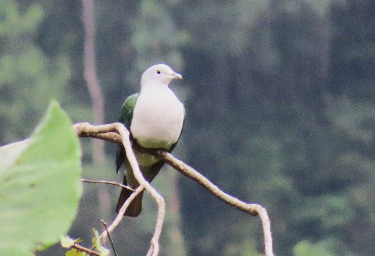 Seram Imperial-Pigeon - ML639853208