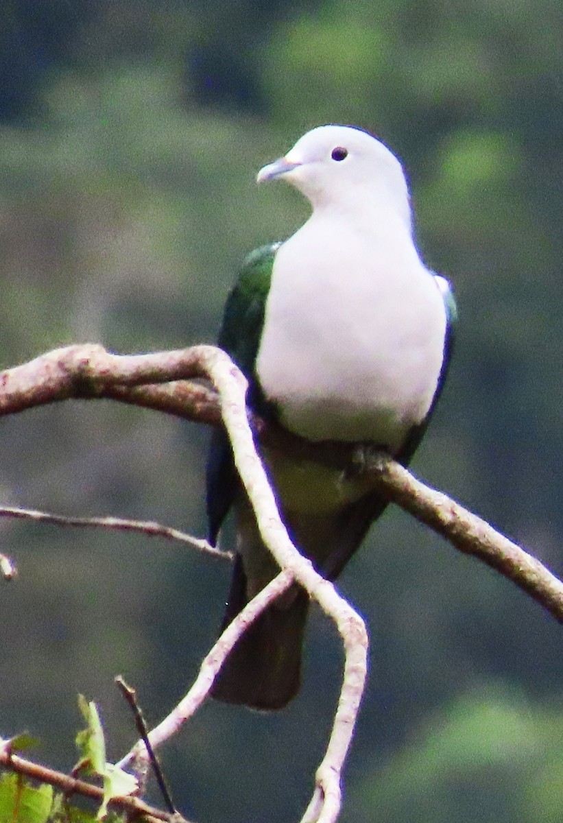 Seram Imperial-Pigeon - ML639853211