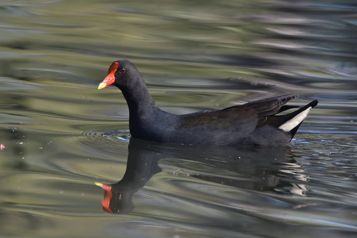 Dusky Moorhen - ML639853228