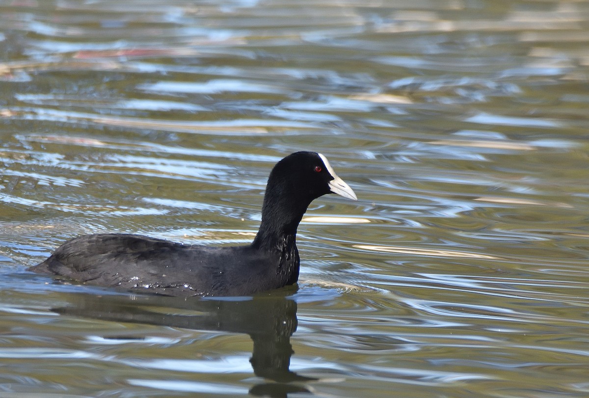 Eurasian Coot - ML639853233