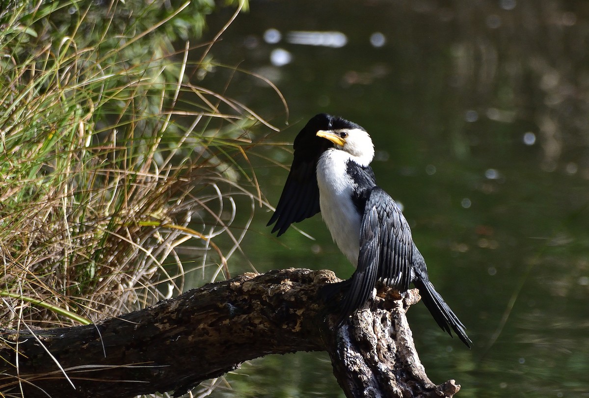 Little Pied Cormorant - ML639853242