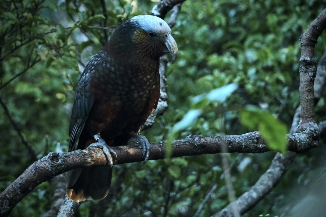 New Zealand Kaka - ML639853243