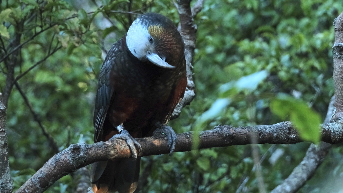 New Zealand Kaka - ML639853246