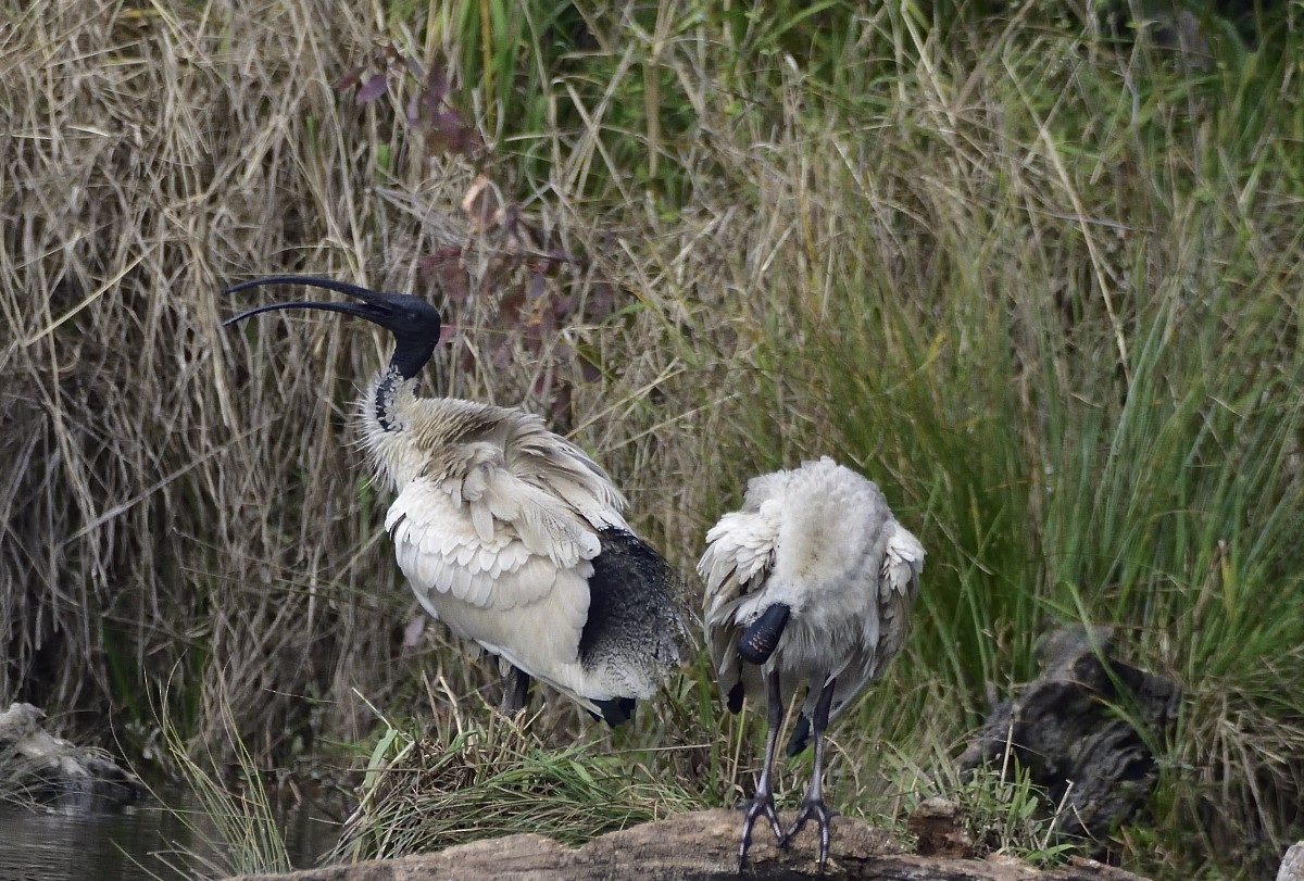 Australian Ibis - ML639853248