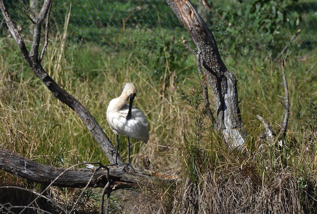 Royal Spoonbill - ML639853256