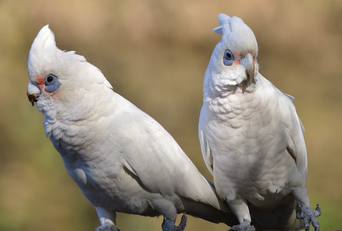 Little Corella - ML639853261