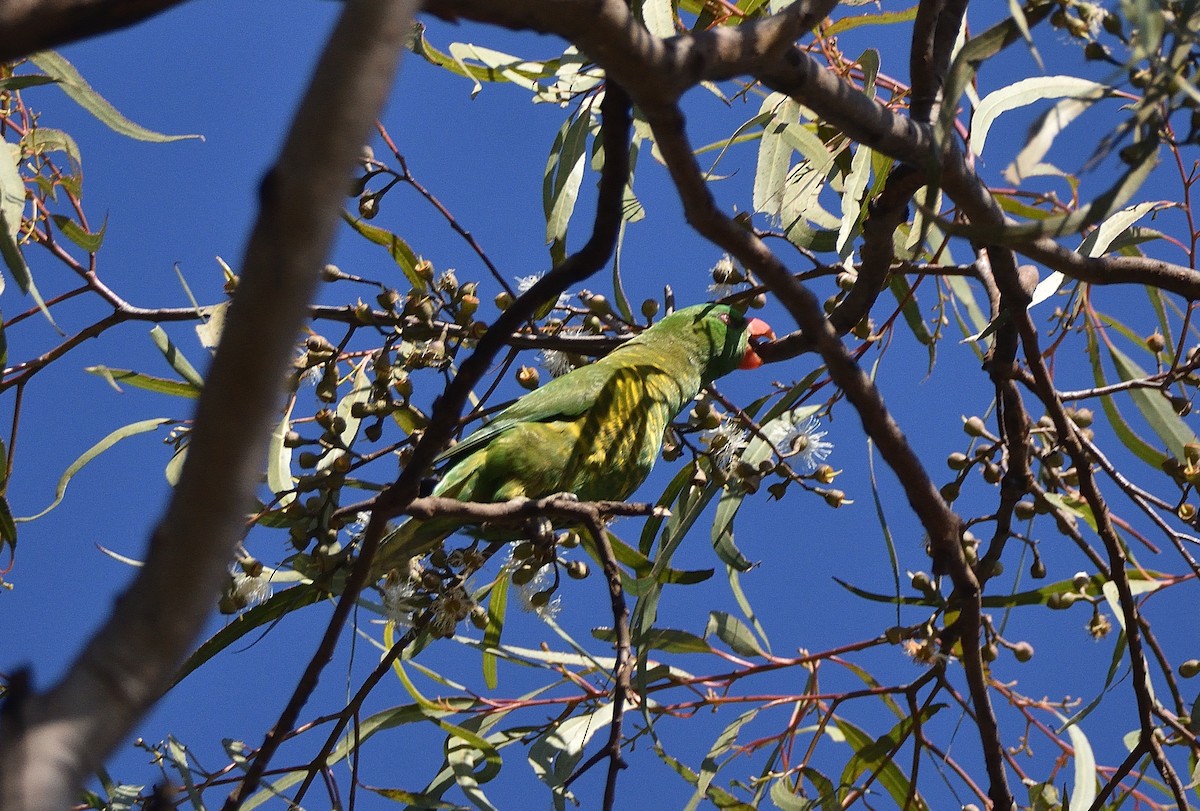 Scaly-breasted Lorikeet - ML639853266