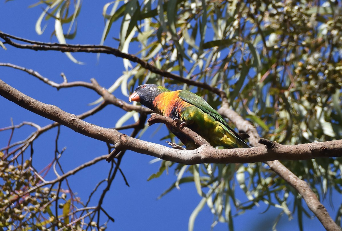 Rainbow Lorikeet - ML639853271