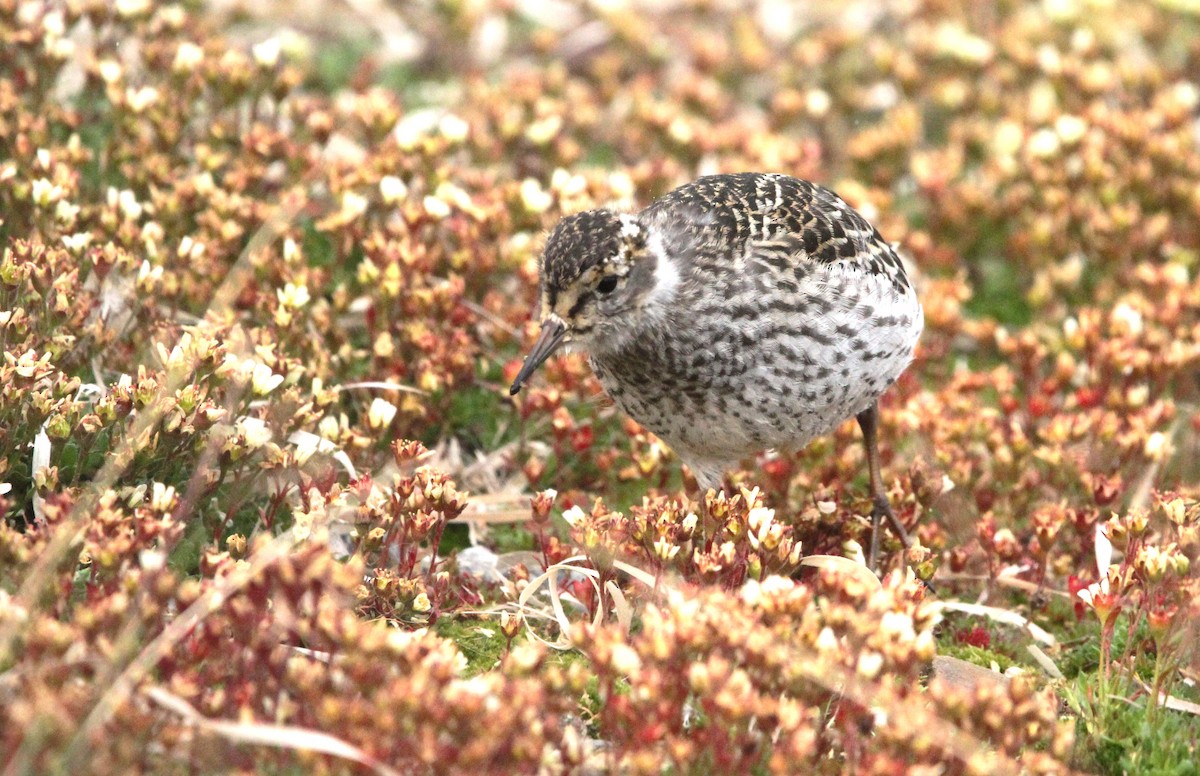 Purple Sandpiper - ML639853274